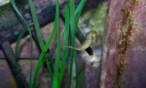 Sea horses in the The Lost Chambers Aquarium