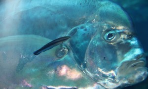 Cleaner Wrasse with Indian Threadfin