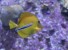 Yellow Tang Fish with Cleaner Wrasse