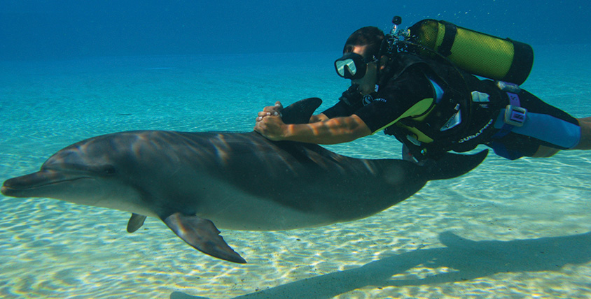 Atlantis dolphin bay scuba dive
