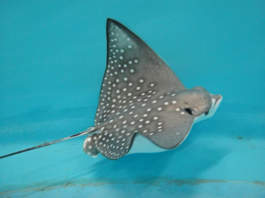 Baby Spotted Eagle Ray born in The Ambassador Lagoon at The Lost Chambers Aquarium
