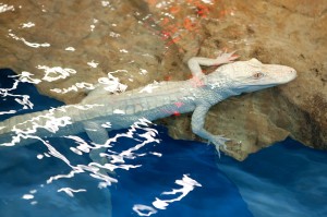 Albino Alligators - The Lost Chambers Aquarium