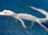 Albino Alligators - The Lost Chambers Aquarium