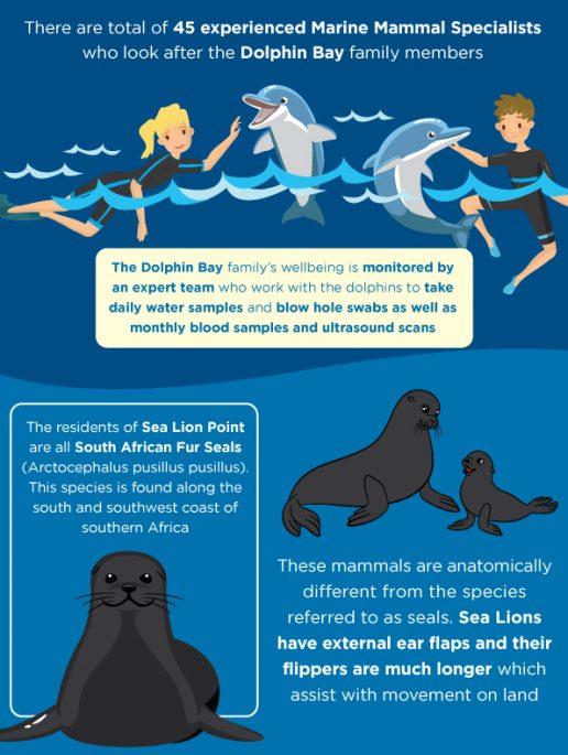 dolphins-and-sea-lions-atlantis-dubai