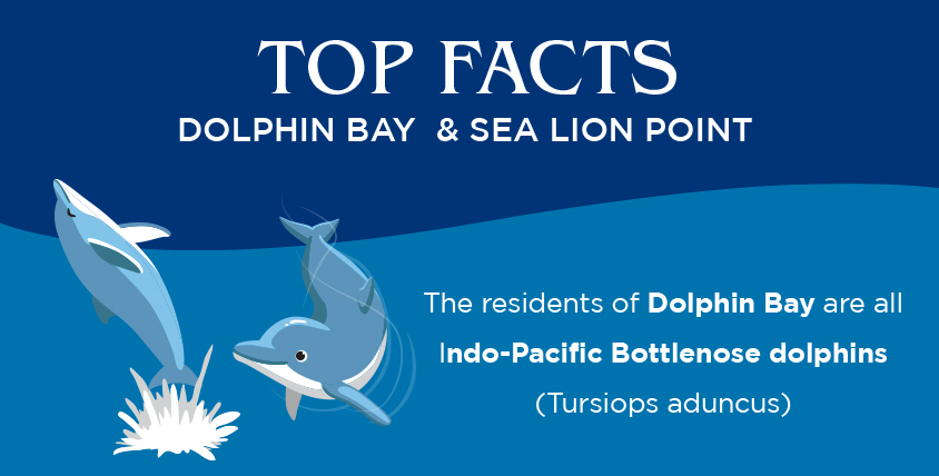 Top Facts About Dolphin Bay & Sea Lion Point in Atlantis, The Palm