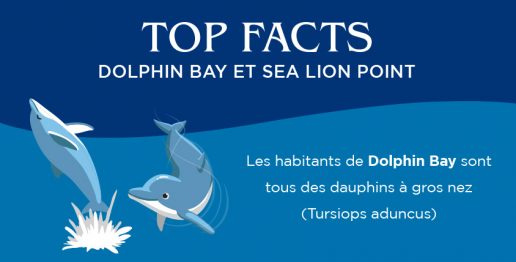 Les-habitants-de-Dolphin-Bay