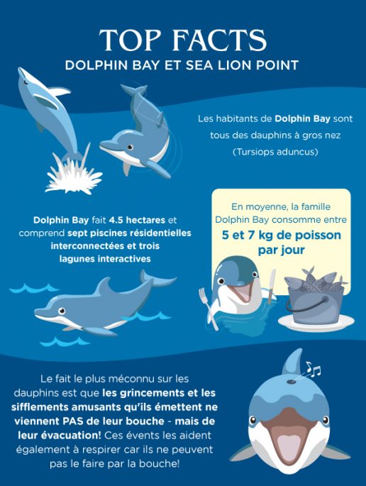 Le-Dolphin-Bay-est-un-habitat-sophistiqué-de-dauphins