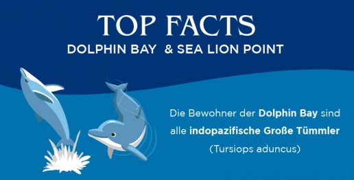 top-fakten-dolphin-bay-and-sea-lion-point-atlantis-dubai