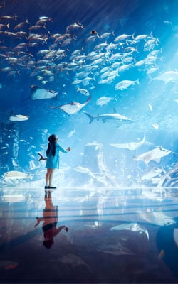 Experience a World Away from Your Everyday at Atlantis Dubai!