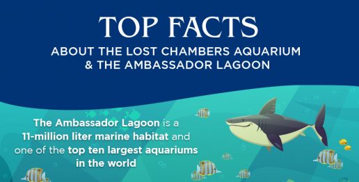 top-facts-about-atlantis-dubai-aquarium