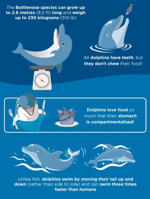 top-facts-dubai-dolphin-bay-fun