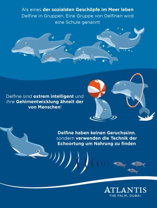 top-fakten-über-die-dolphin-bay-atlantis-dubai