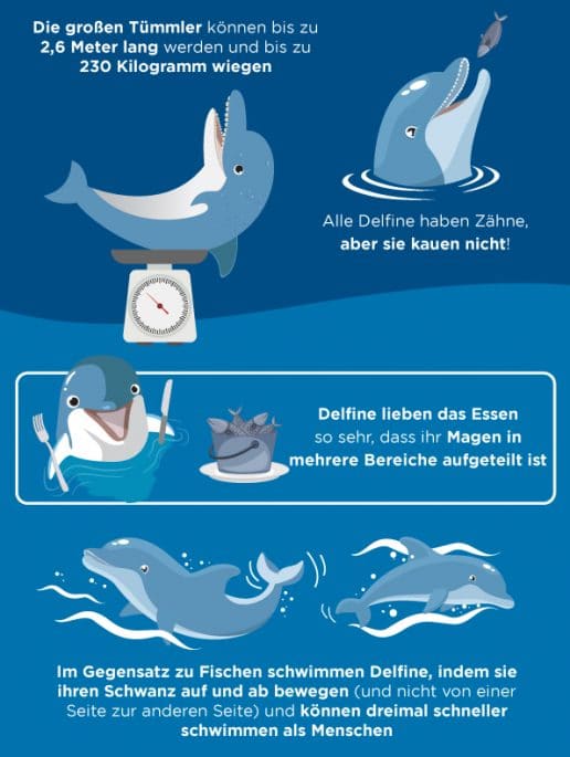 top-fakten-über-die-dubai-dolphin-bay-fun