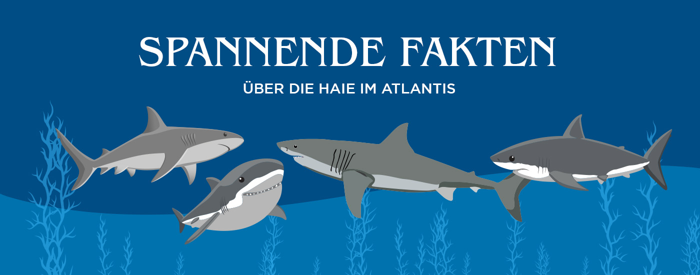 6 Spannende Fakten über die Haie im Atlantis