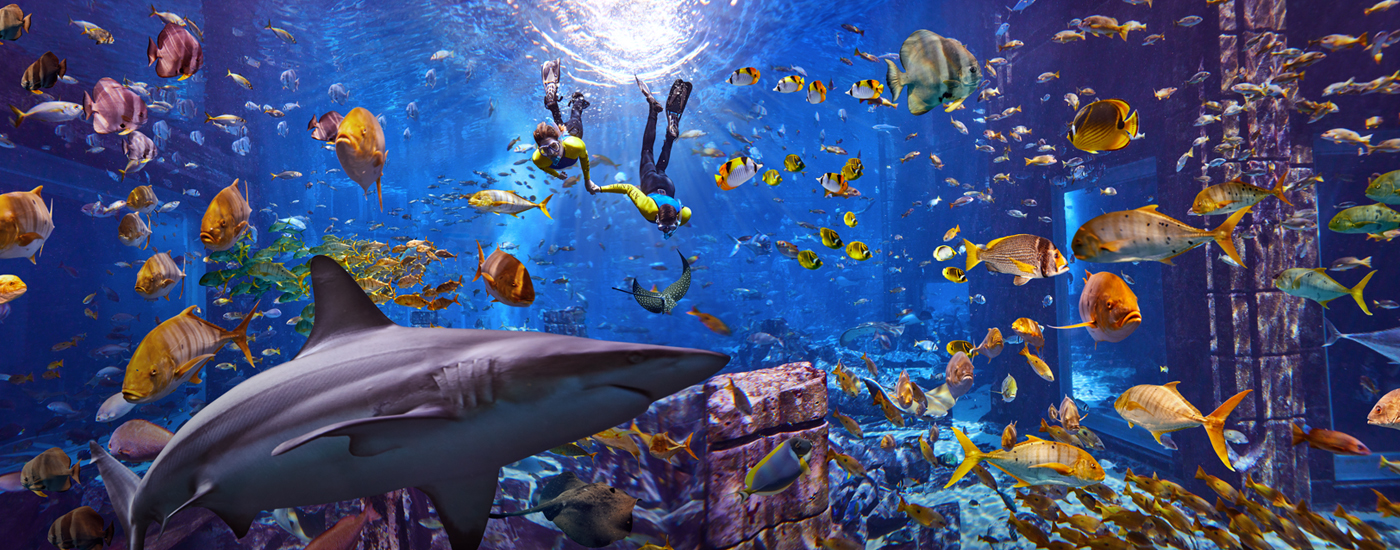 Dive into Atlantis’ FIN-tastic Celebrations for Shark Week’s 31st Anniversary!