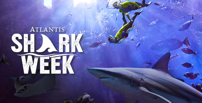 Dive into Atlantis’ FIN-tastic Celebrations for Shark Week’s 31st Anniversary!