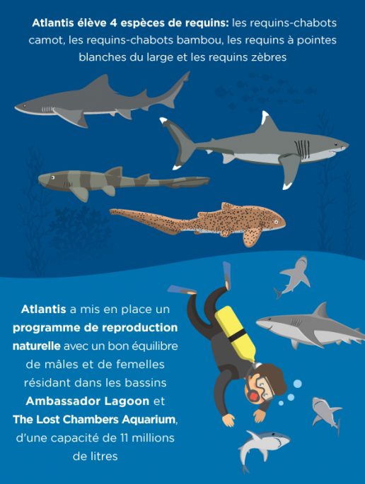Atlantis eleve 4 especes de requins