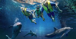 dolphin-snorkel-atlantis-dubai