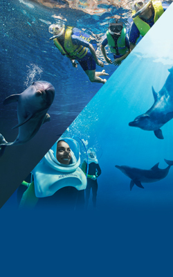Discover 2 New Dolphin Experiences at Dolphin Bay in Atlantis, The Palm